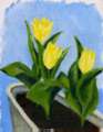 黄色いチューリップ